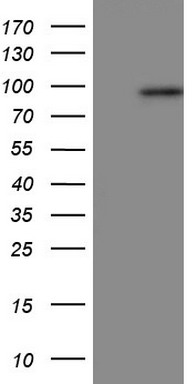 m01378 2 anti periostin postn mouse monoclonal antibody clone id oti2b2 wb testing 1