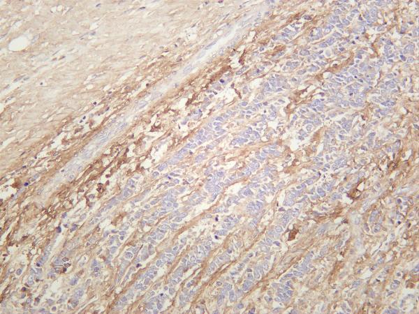 m01378 4 postn primary antibodies ihc testing 1
