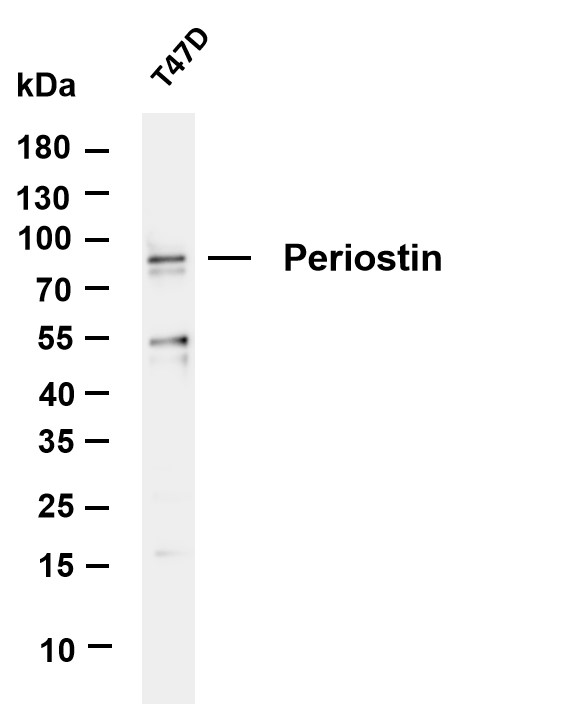 m01378 4 postn primary antibodies wb testing 1