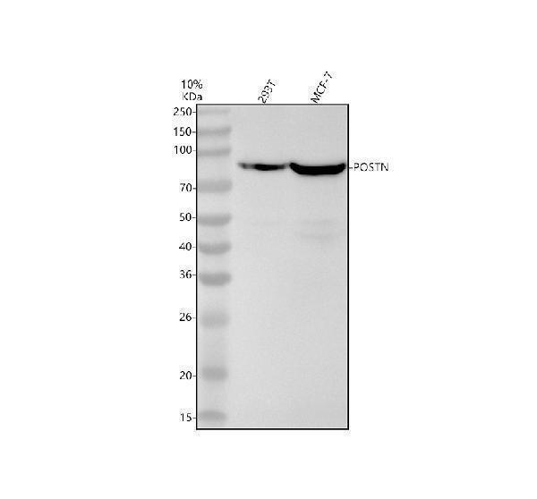 m01378 postn primary antibodies wb testing 1