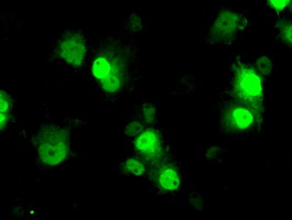 m01379 anti id3 mouse monoclonal antibody clone id oti5c7 if testing 19