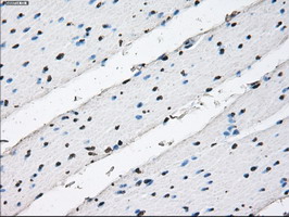 m01379 anti id3 mouse monoclonal antibody clone id oti5c7 ihc testing 12