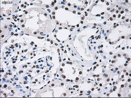 m01379 anti id3 mouse monoclonal antibody clone id oti5c7 ihc testing 14