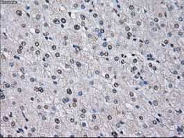 m01379 anti id3 mouse monoclonal antibody clone id oti5c7 ihc testing 15