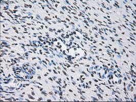 Immunohistochemical staining of paraffin-embedded Human Ovary tissue within the normal limits using anti-ID3 mouse monoclonal antibody
