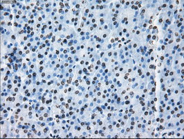m01379 anti id3 mouse monoclonal antibody clone id oti5c7 ihc testing 4