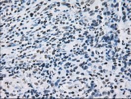 m01379 anti id3 mouse monoclonal antibody clone id oti5c7 ihc testing 6