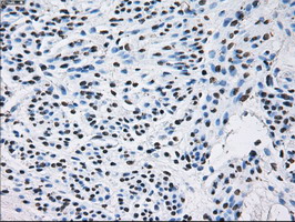 m01379 anti id3 mouse monoclonal antibody clone id oti5c7 ihc testing 7