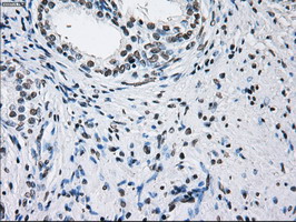 m01379 anti id3 mouse monoclonal antibody clone id oti5c7 ihc testing 8