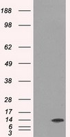 HEK293T cells were transfected with the pCMV6-ENTRY control (Left lane) or pCMV6-ENTRY ID3 (Right lane) cDNA for 48 hrs and lysed