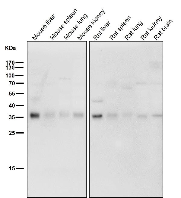 All lanes use the Antibody at 1:1K dilution for 1 hour at room temperature.