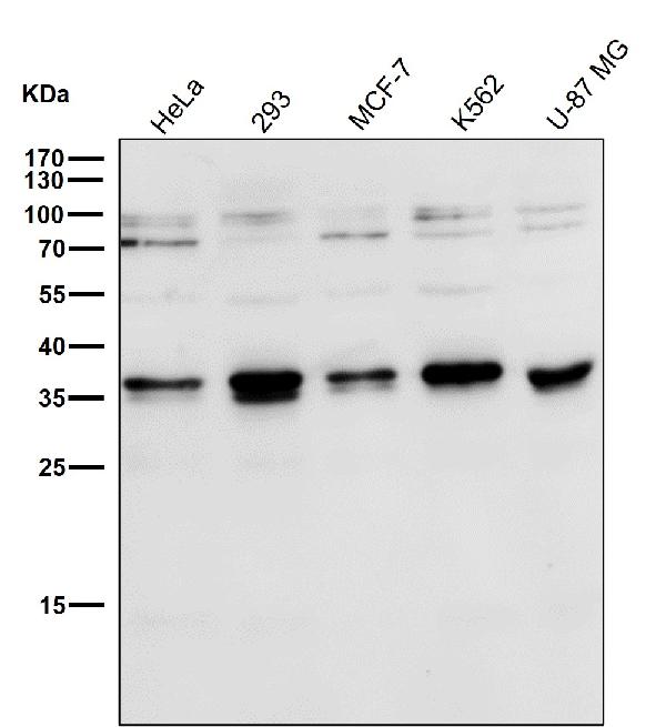 Western blot analysis of Torsin A expression in 293T cell lysate.