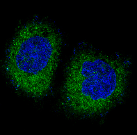 Immunofluorescent analysis of Hela cells, using PKR Antibody