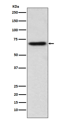 m01385 wb