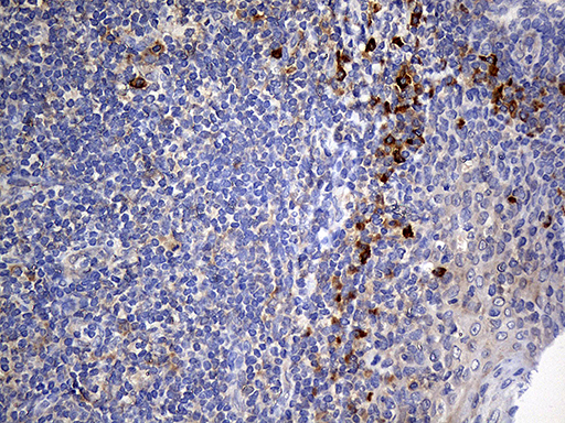 m01386 anti nat1 mouse monoclonal antibody clone id oti6d7 ihc testing 4