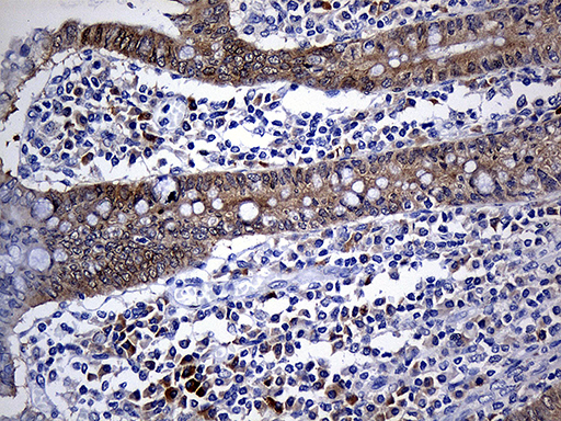 m01386 anti nat1 mouse monoclonal antibody clone id oti6d7 ihc testing 6