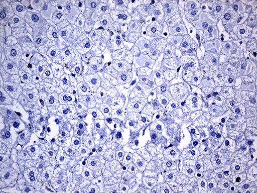 m01386 anti nat1 mouse monoclonal antibody clone id oti6d7 ihc testing 7