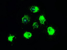m01388 1 anti trkb ntrk2 mouse monoclonal antibody clone id oti2e1 if testing 3