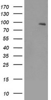 m01388 1 anti trkb ntrk2 mouse monoclonal antibody clone id oti2e1 wb testing 1