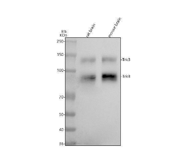 Figure 1. Western blot analysis of TrkB using anti-TrkB antibody (M01388-3). Electrophoresis was performed on a 5-20% SDS-PAGE gel at 70V (Stacking gel) / 90V (Resolving gel) for 2-3 hours. The sample well of each lane was loaded with 30 ug of sample under reducing conditions. Lane 1: rat brain tissue lysates, Lane 2: mouse brain tissue lysates. After electrophoresis, proteins were transferred to a nitrocellulose membrane at 150 mA for 50-90 minutes. Blocked the membrane with 5% non-fat milk/TBS for 1.5 hour at RT. The membrane was incubated with rabbit anti-TrkB antigen affinity purified monoclonal antibody (Catalog # M01388-3) at 1:500 overnight at 4°C, then washed with TBS-0.1%Tween 3 times with 5 minutes each and probed with a goat anti-rabbit IgG-HRP secondary antibody at a dilution of 1:500 for 1.5 hour at RT. The signal is developed using an Enhanced Chemiluminescent detection (ECL) kit (Catalog # EK1002) with Tanon 5200 system. A specific band was detected for TrkB at approximately 92,140 kDa. The expected band size for TrkB is at 92 kDa.