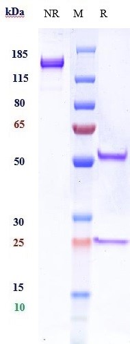 Anti-TrkB/NTRK2 Reference Antibody (Rinat patent anti-TrkB) on SDS-PAGE under reducing (R) condition