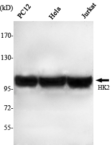 m01389 2 hk2 primary antibodies wb testing 2
