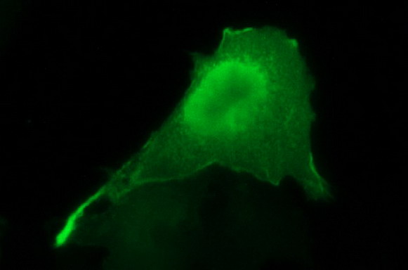 Anti-SPHK1 mouse monoclonal antibody (M01390-1) immunofluorescent staining of COS7 cells transiently transfected by pCMV6-ENTRY SPHK1