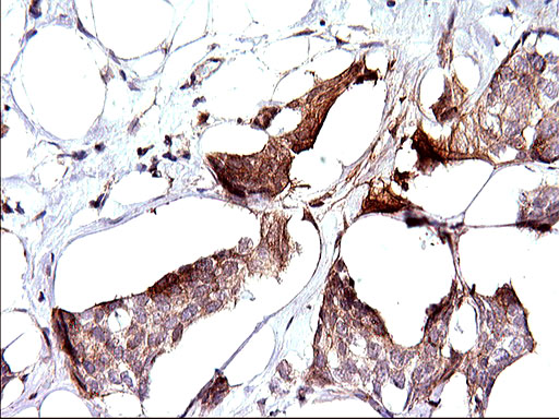 m01390 1 anti sphk1 mouse monoclonal antibody clone id oti1a6 ihc testing 4
