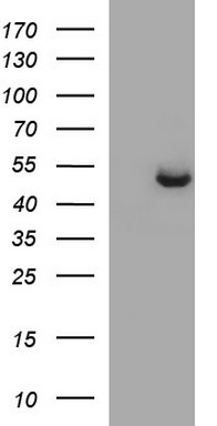 m01390 1 anti sphk1 mouse monoclonal antibody clone id oti1a6 wb testing 1
