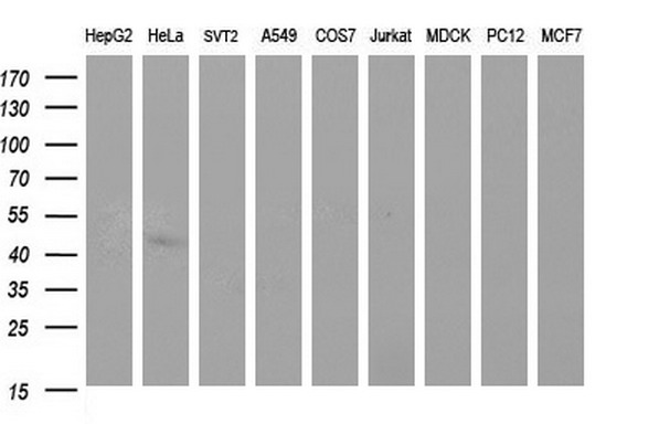 m01390 1 anti sphk1 mouse monoclonal antibody clone id oti1a6 wb testing 2