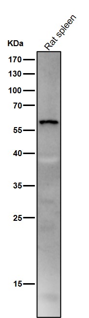 All lanes use the Antibody at 1:1K dilution for 1 hour at room temperature
