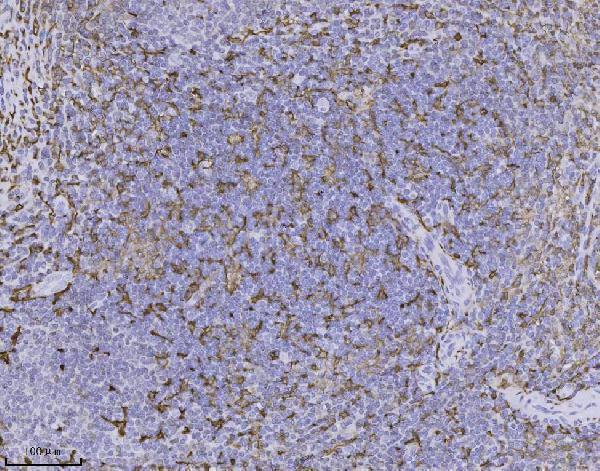  IHC analysis of IBA1 using anti-IBA1 antibody (M01394-1)