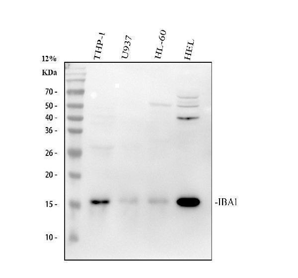  Western blot analysis of IBA1 using anti-IBA1 antibody (M01394-1)