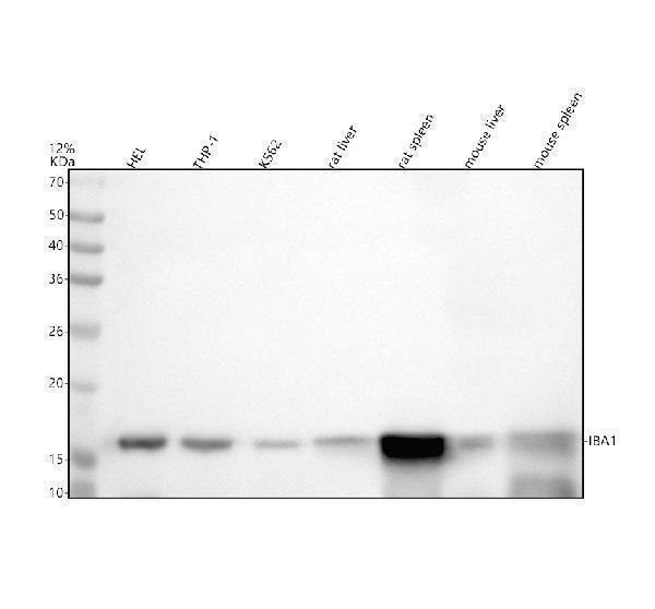 Western blot analysis of IBA1/AIF1 using anti-IBA1/AIF1 antibody (M01394-4)