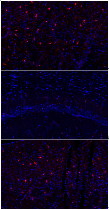 m01394 4 aif1 primary antibodies if testing 1