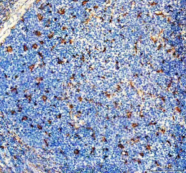 IHC analysis of IBA1/AIF1 using anti-IBA1/AIF1 antibody (M01394-4)