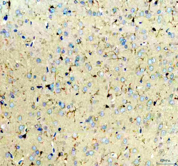 m01394 4 aif1 primary antibodies ihc testing 3