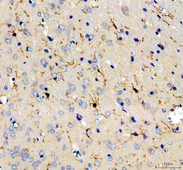 m01394 4 aif1 primary antibodies ihc testing 4