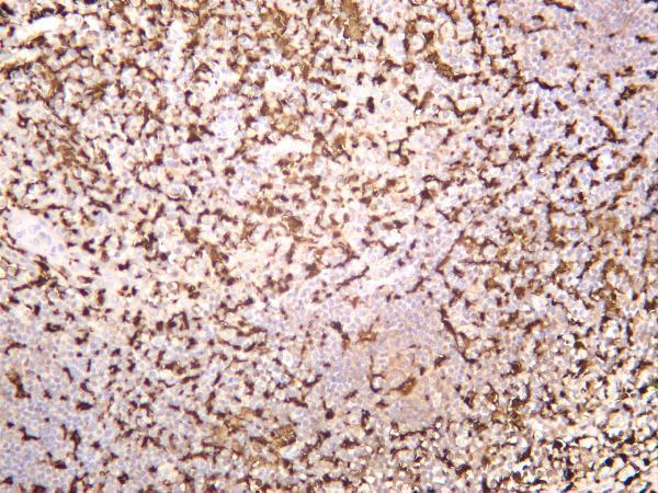 Human tonsil was stained with anti-Iba1 rabbit antibody