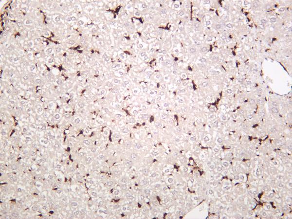 Mouse liver was stained with anti-Iba1 rabbit antibody