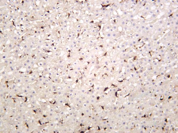 Rat liver was stained with anti-Iba1 rabbit antibody