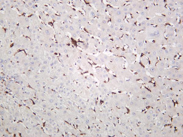 m01394 5 aif1 primary antibodies ihc testing 4