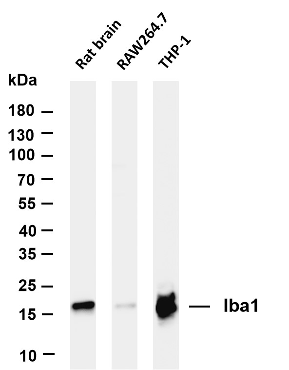 m01394 5 aif1 primary antibodies wb testing 5
