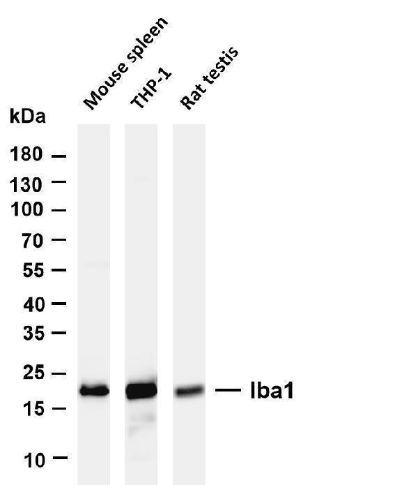 m01394 5 aif1 primary antibodies wb testing 6