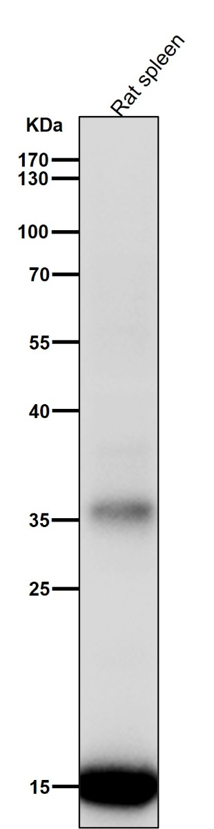 All lanes use the Antibody at 1:2K dilution for 1 hour at room temperature