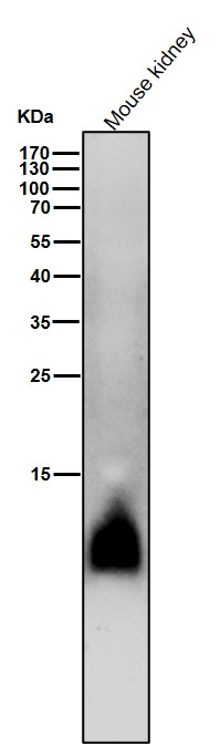 All lanes use the Antibody at 1:2W dilution for 1 hour at room temperature