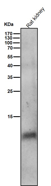 All lanes use the Antibody at 1:2W dilution for 1 hour at room temperature