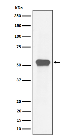 m01398 1 wb