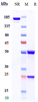Anti-CD79b Reference Antibody (polatuzumab) on SDS-PAGE under reducing (R) condition
