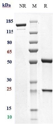 Anti-CD79b Reference Antibody (iladatuzumAb) on SDS-PAGE under reducing (R) condition